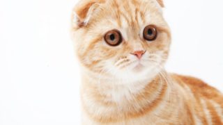 たれ耳がかわいい！スコティッシュフォールドの特徴とは？ | ビー 