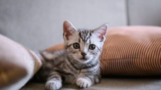 アメリカンショートヘアの性格は？飼い方や注意したい病気を解説