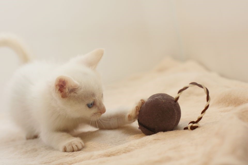 猫のおもちゃってどうやって選べばいいの 目的別に選び方をご紹介します ビークラブ 猫店