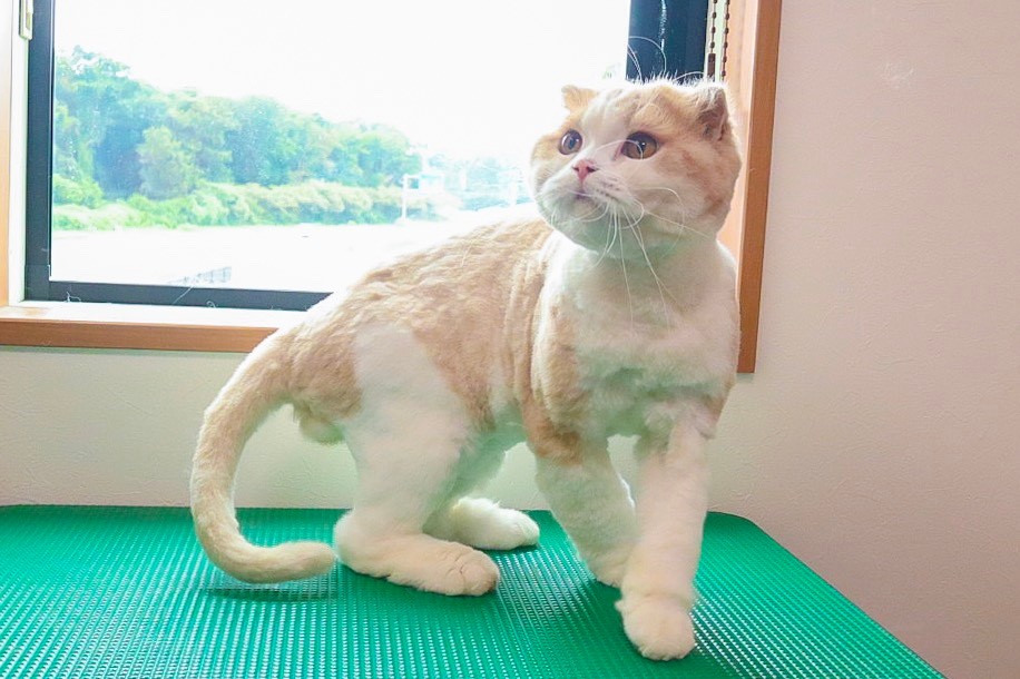 猫専門トリミング ビークラブ 猫店