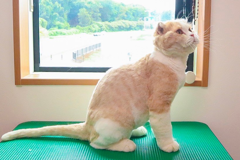 猫専門トリミング ビークラブ 猫店