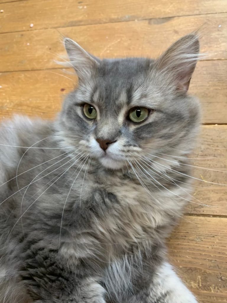 ムファサ ビークラブ 猫店