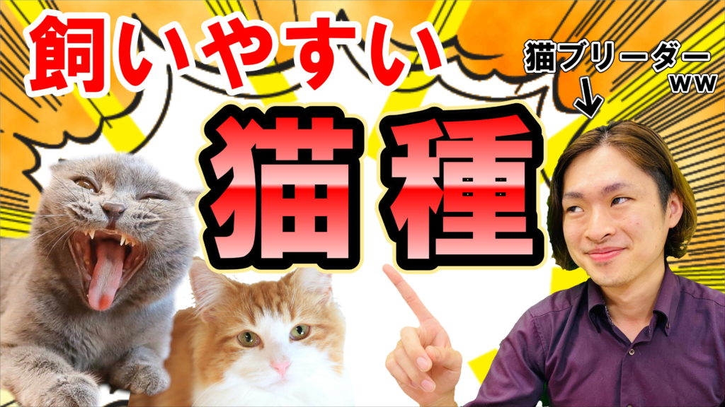 飼いやすい猫種ランキング Top3をご紹介 ビークラブ 猫店