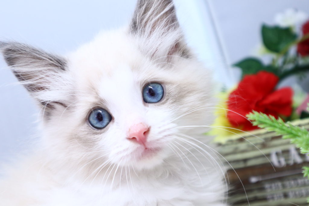 ラグドール ビークラブ 猫店