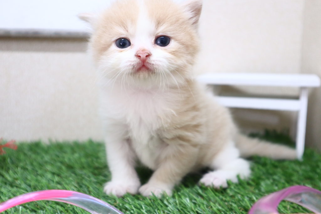 スコティッシュフォールド  ビークラブ・猫店