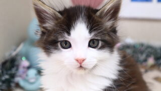 メインクーン | ビークラブ・猫店