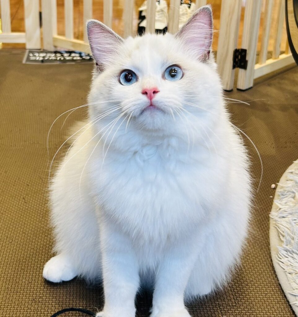 line_oa_chat_240220_110423-