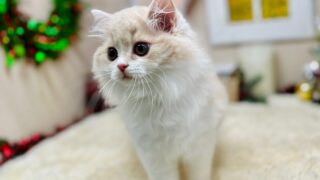 line_oa_chat_241108_165931-