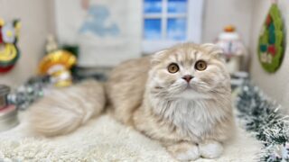 line_oa_chat_250120_180616-