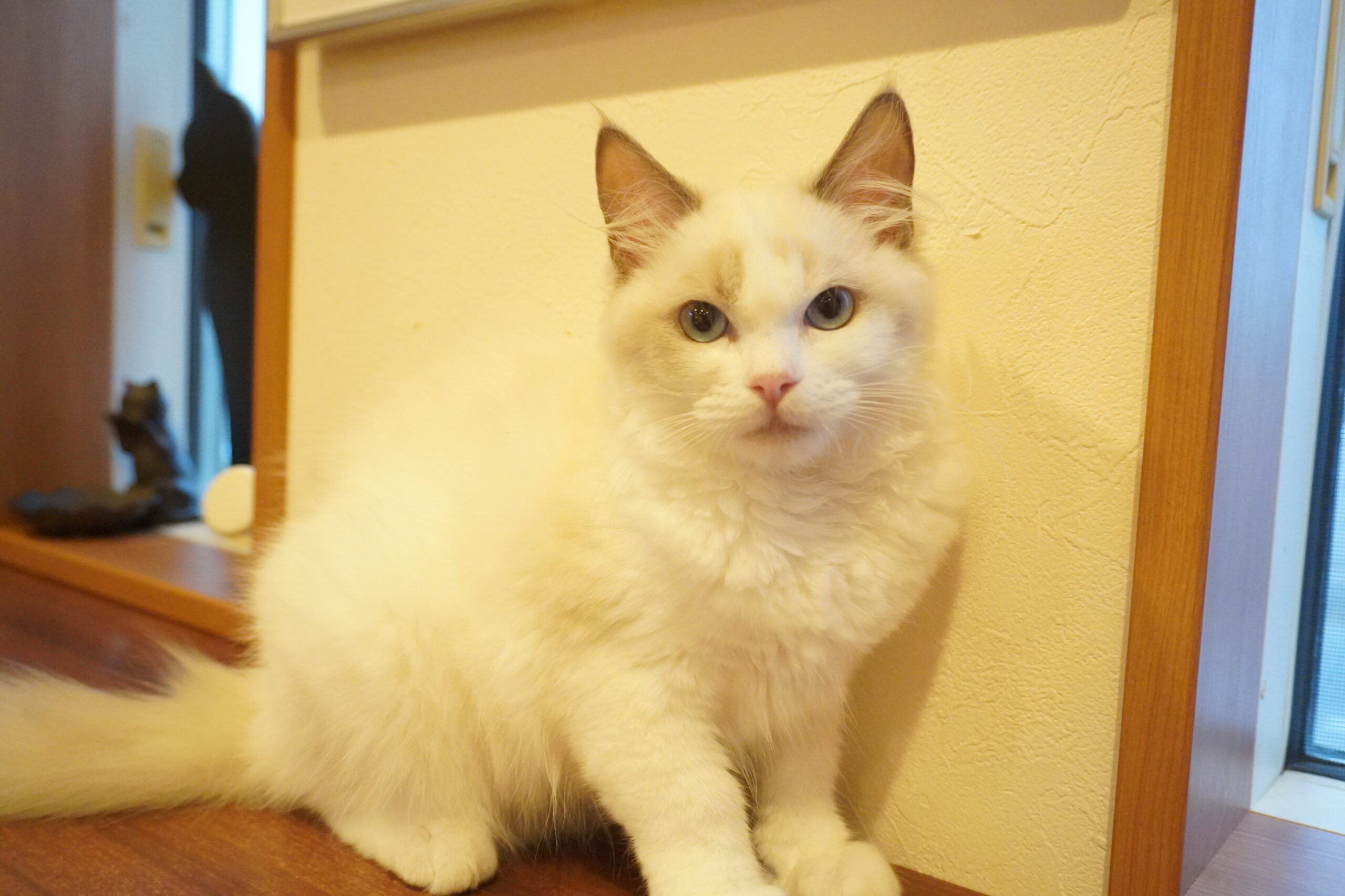 ラグドール(たぬベイビー)