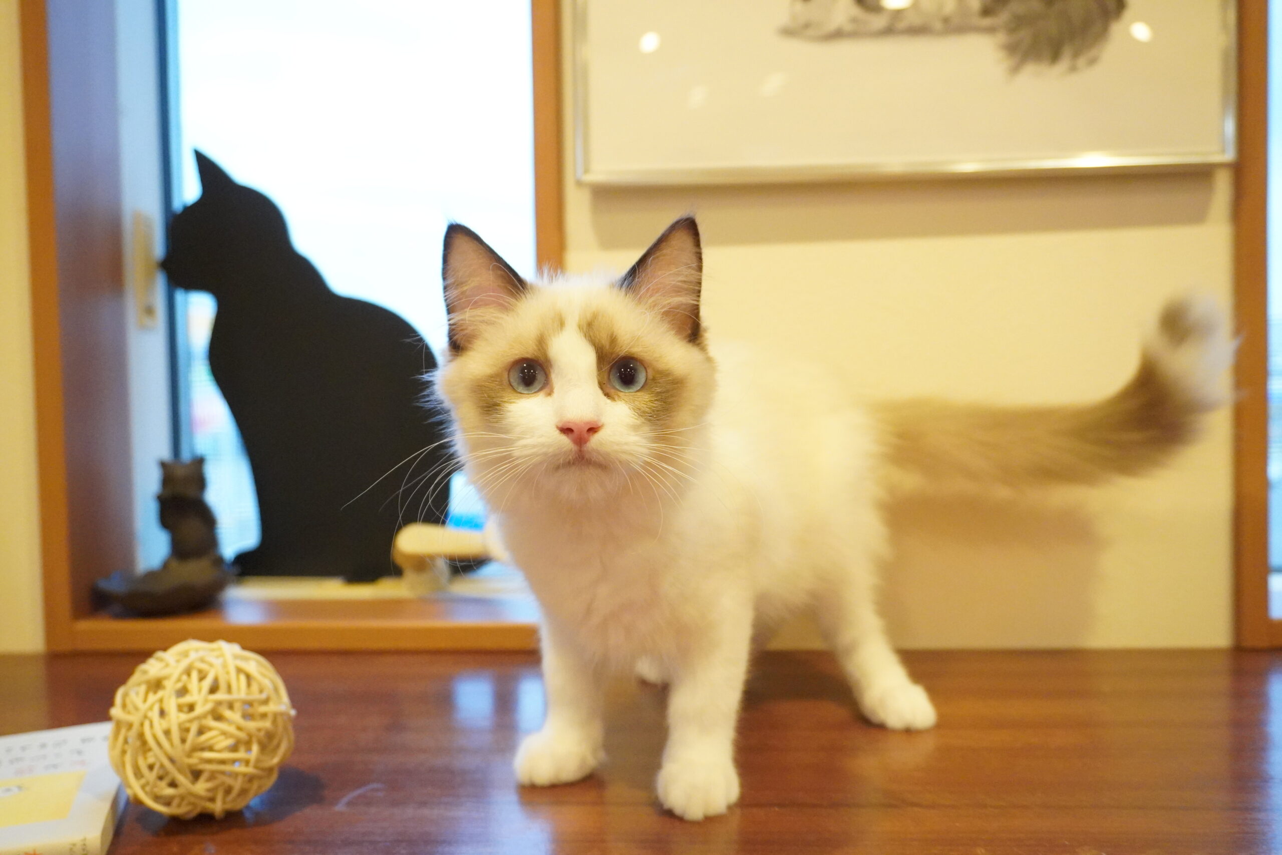 ラグドール(たぬベイビー)