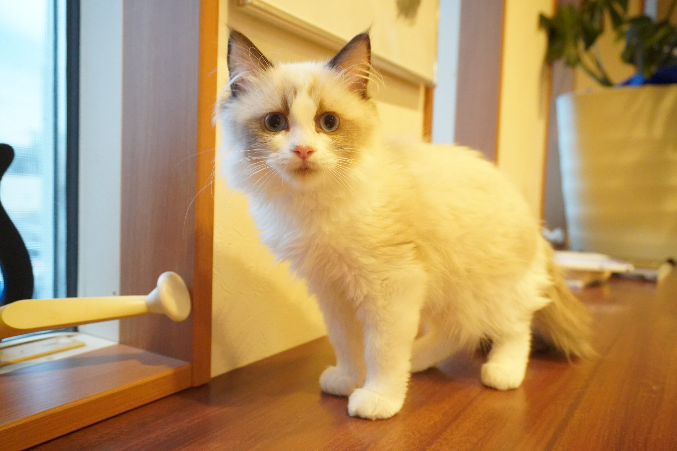 ラグドール(たぬベイビー)