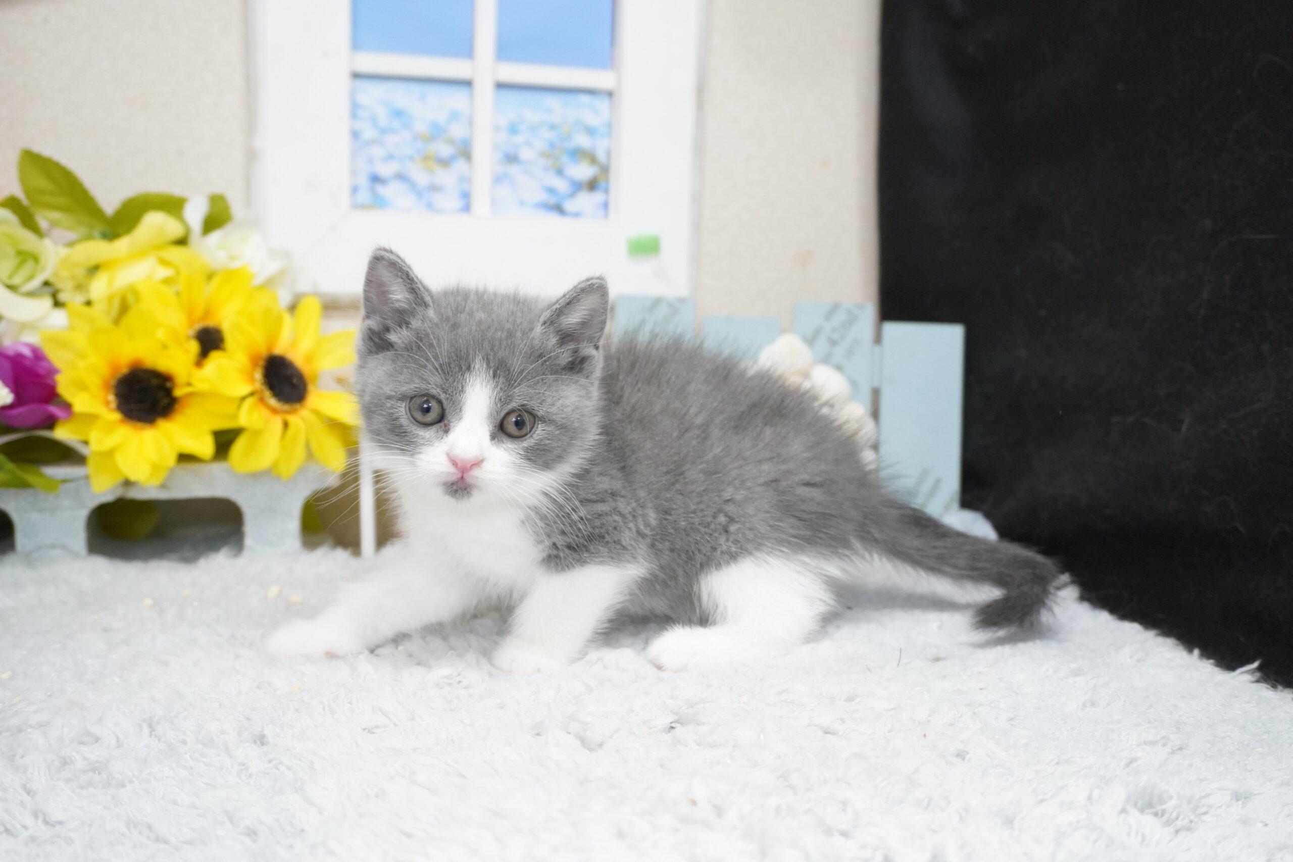 ブリティッシュショートヘアー(むち子ベイビー)