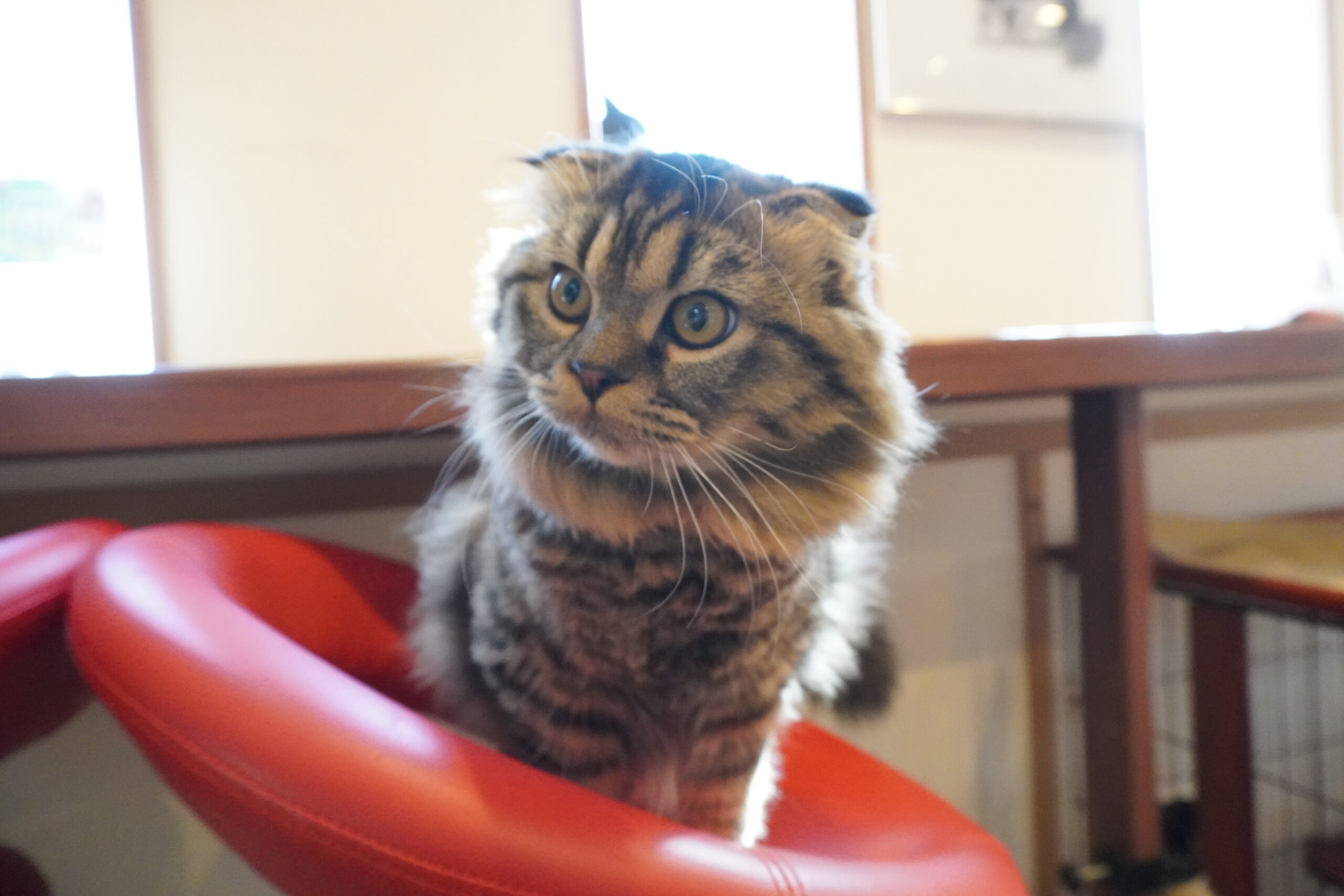 スコティッシュフォールド(くらげベイビー)