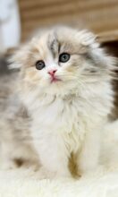 スコティッシュフォールド(マシュマロベイビー）