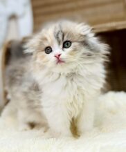 スコティッシュフォールド(マシュマロベイビー）