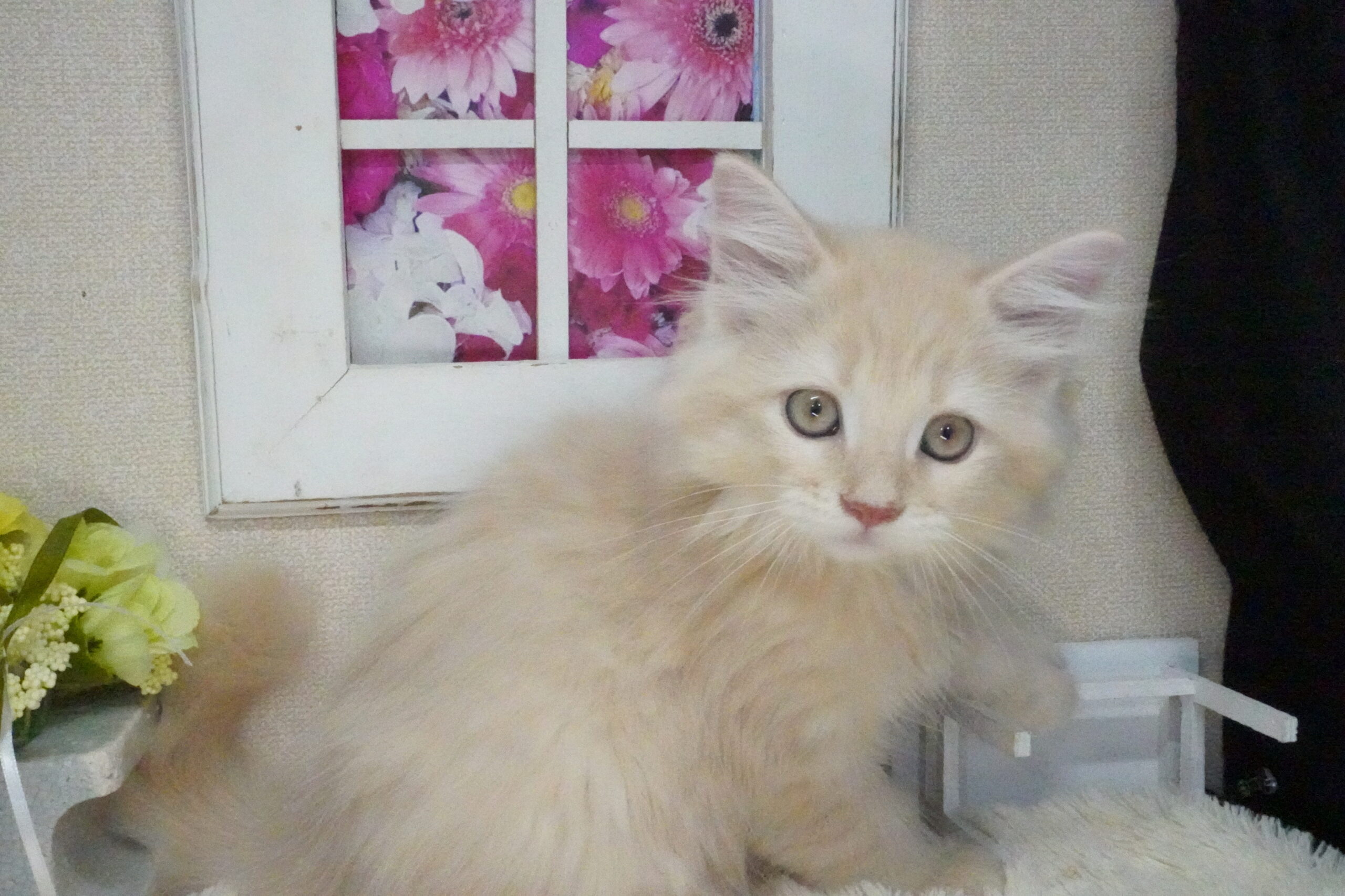 サイベリアン(バカラベイビー)