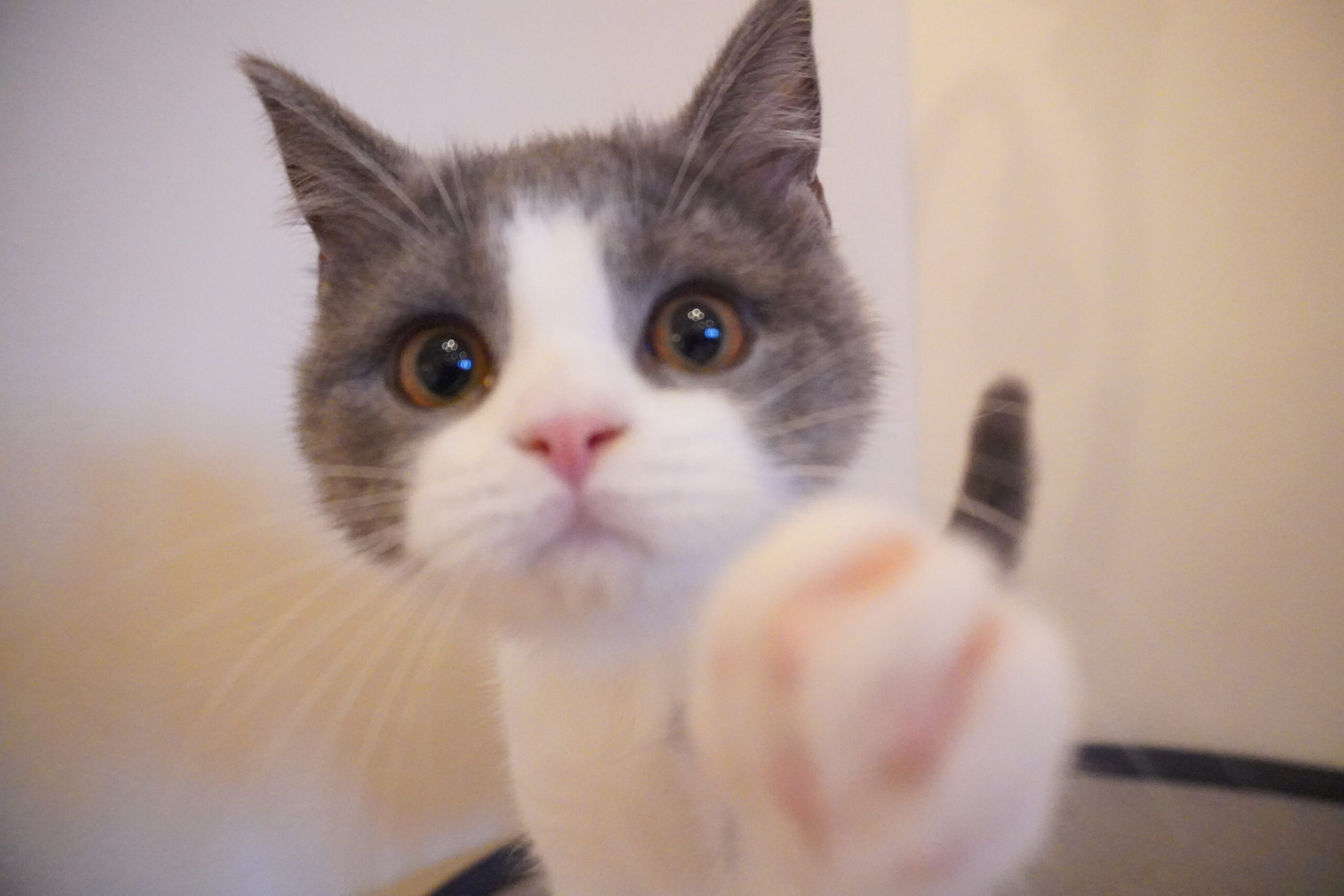 ブリティッシュショートヘアー(むち子ベイビー)