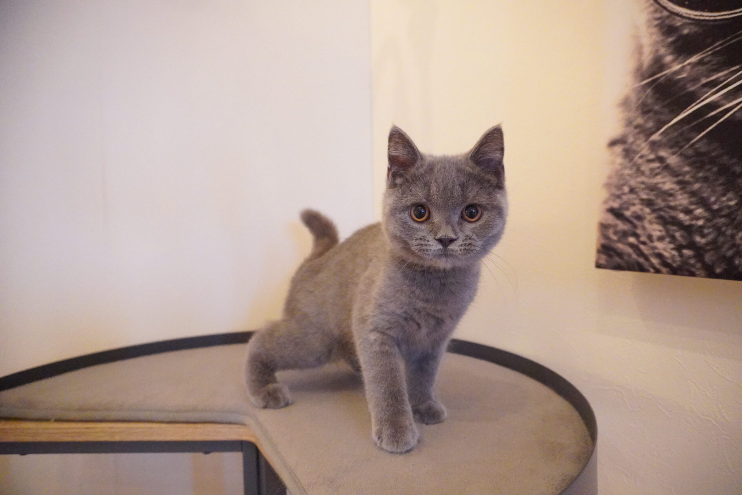 ブリティッシュショートヘアー(むち子ベイビー)