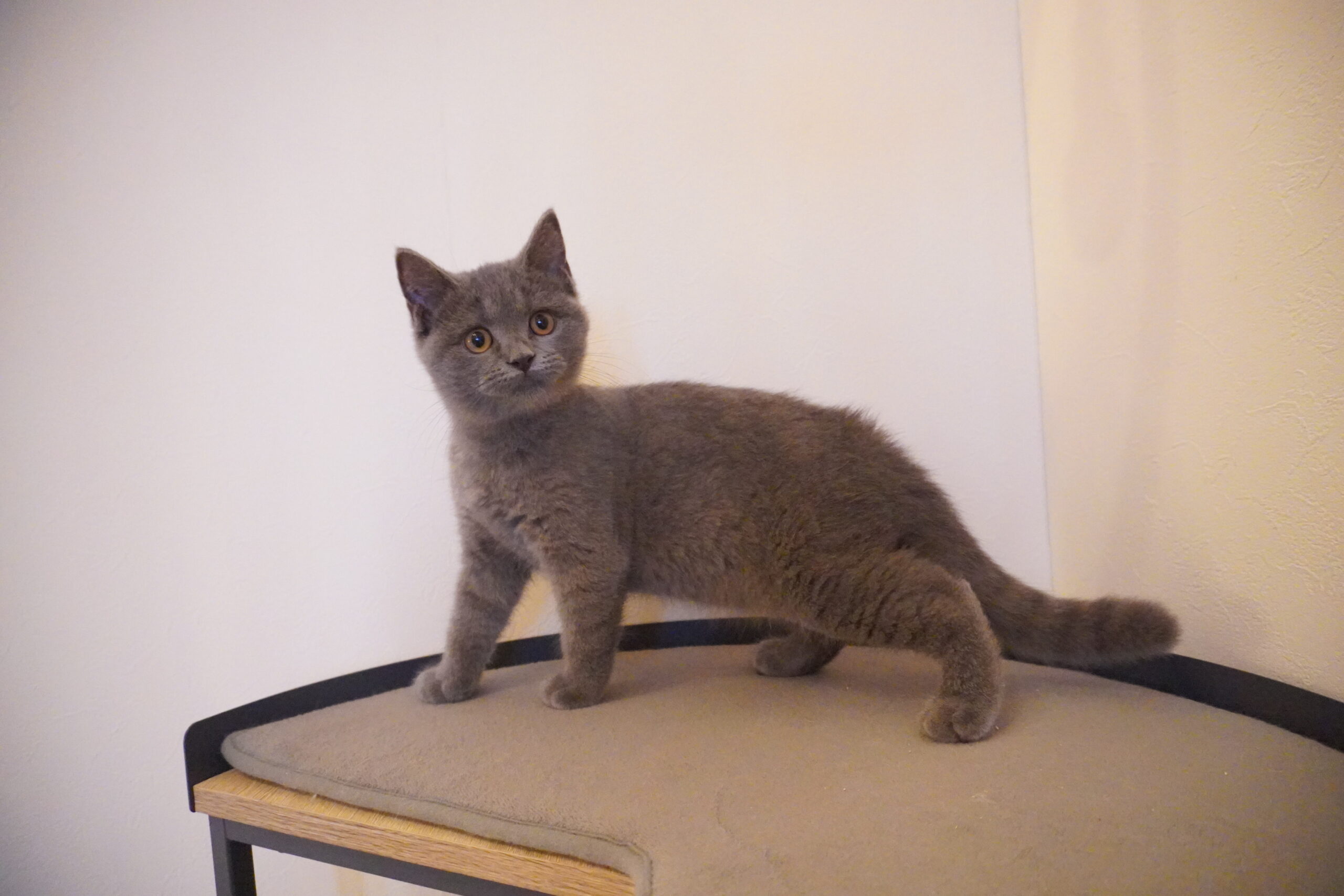 ブリティッシュショートヘアー(むち子ベイビー)