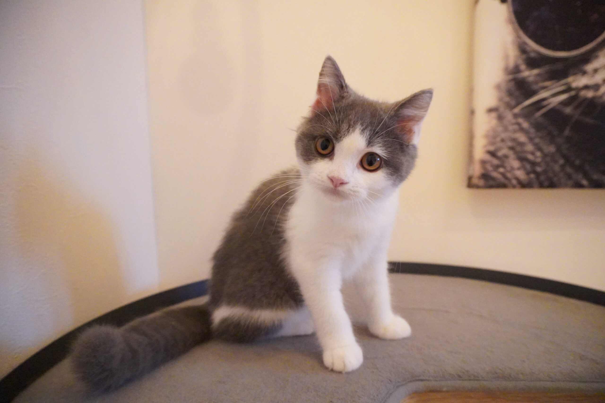 ブリティッシュショートヘアー(むち子ベイビー)