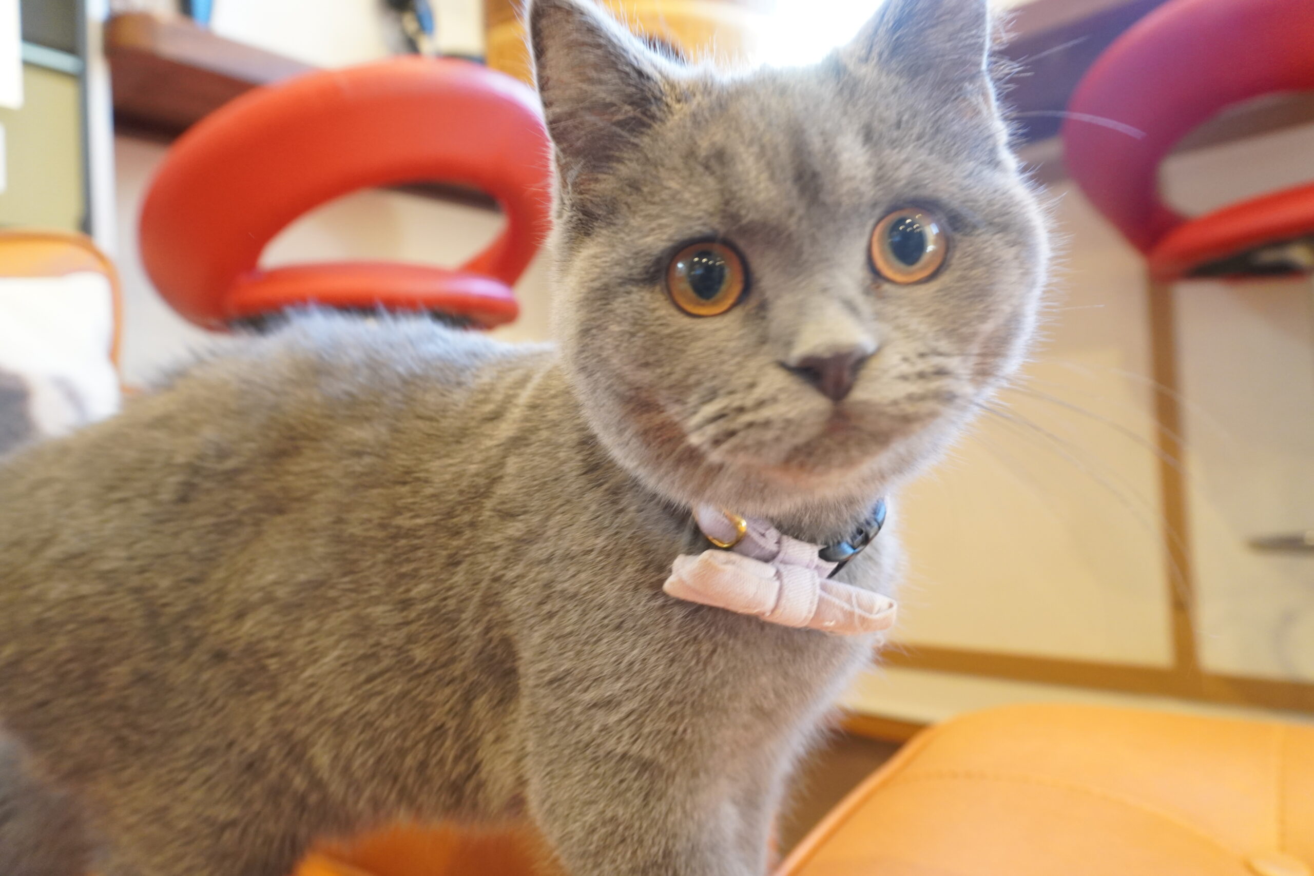 ブリティッシュショートヘアー(むち子ベイビー)