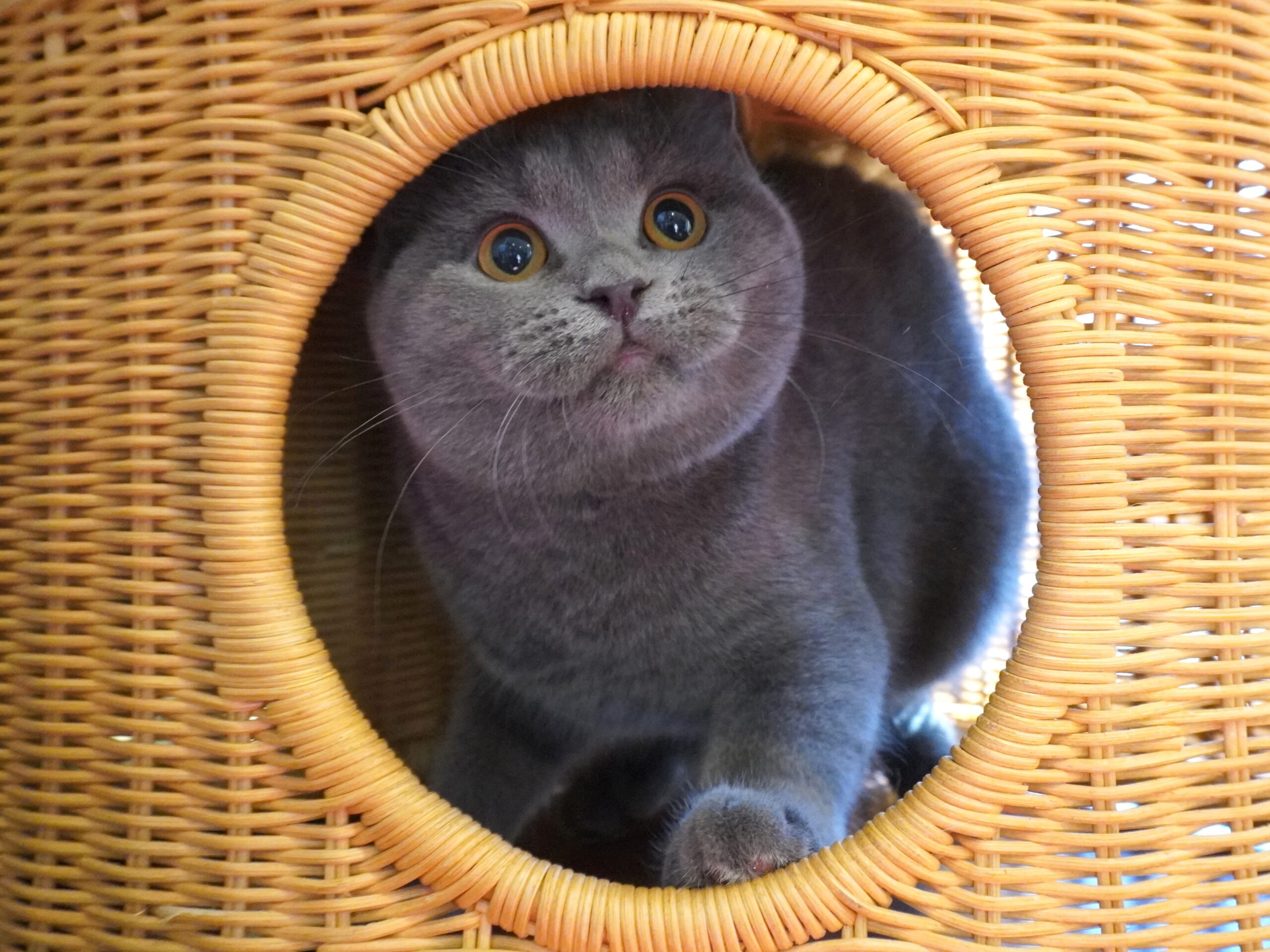 ブリティッシュショートヘアー(むち子ベイビー)