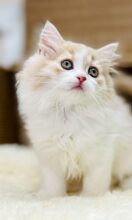 スコティッシュフォールド(マシュマロベイビー）／立ち耳／女の子