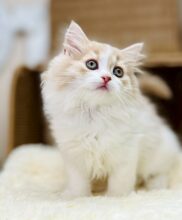 スコティッシュフォールド(マシュマロベイビー）