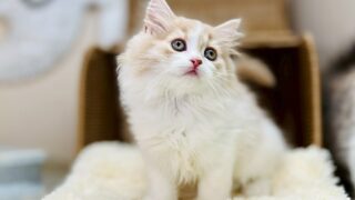 スコティッシュフォールド(マシュマロベイビー）／立ち耳／女の子