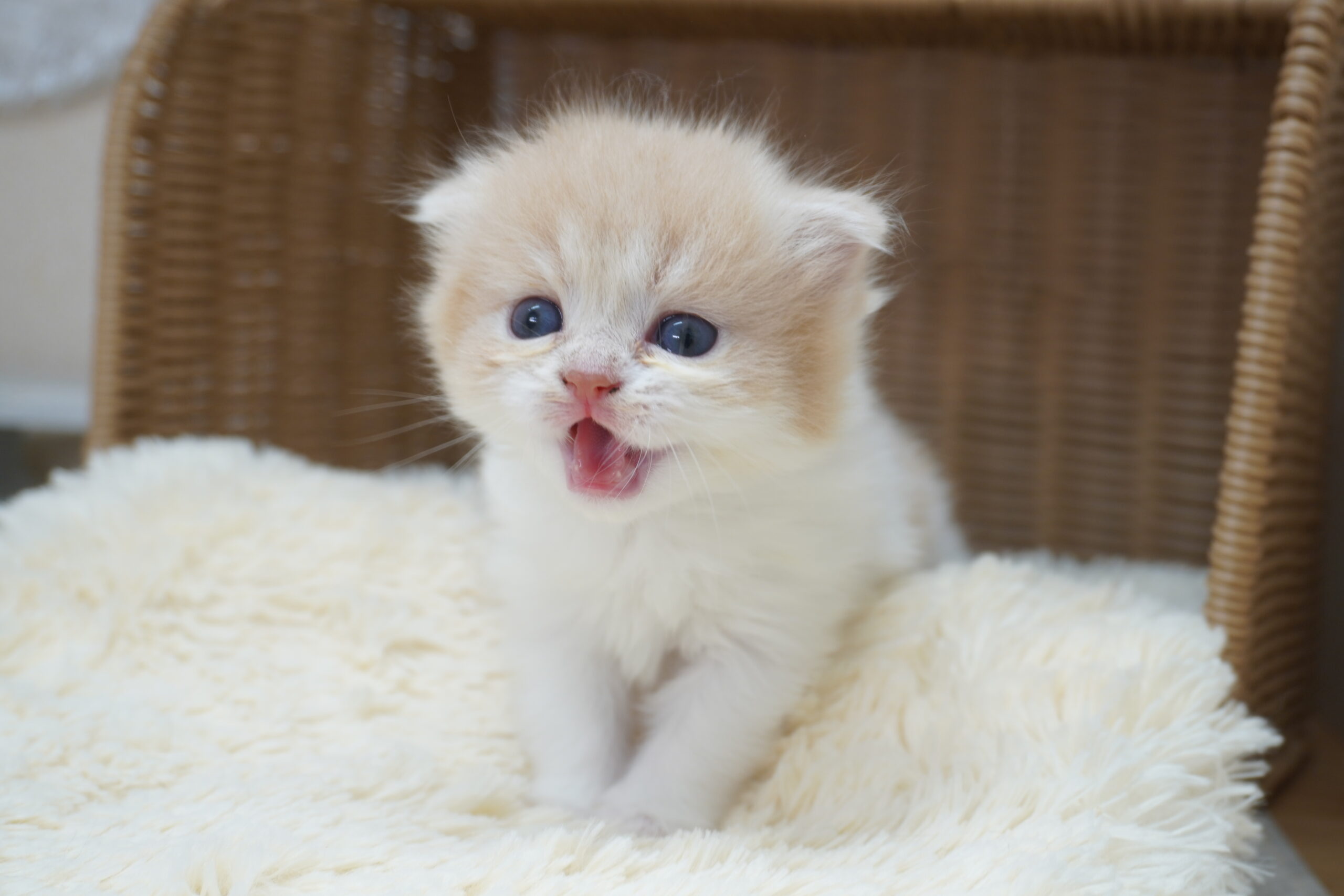 スコティッシュフォールド(麦ベビー）／垂れ耳／女の子