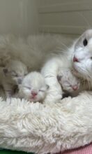 ラグドール産まれました！（フェアリーベイビー）