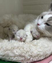 ラグドール産まれました！（フェアリーベイビー）
