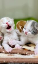 スコティッシュフォールド(麦ベイビー)