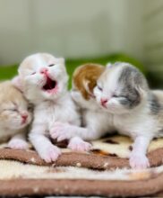 スコティッシュフォールド（麦ベイビー）