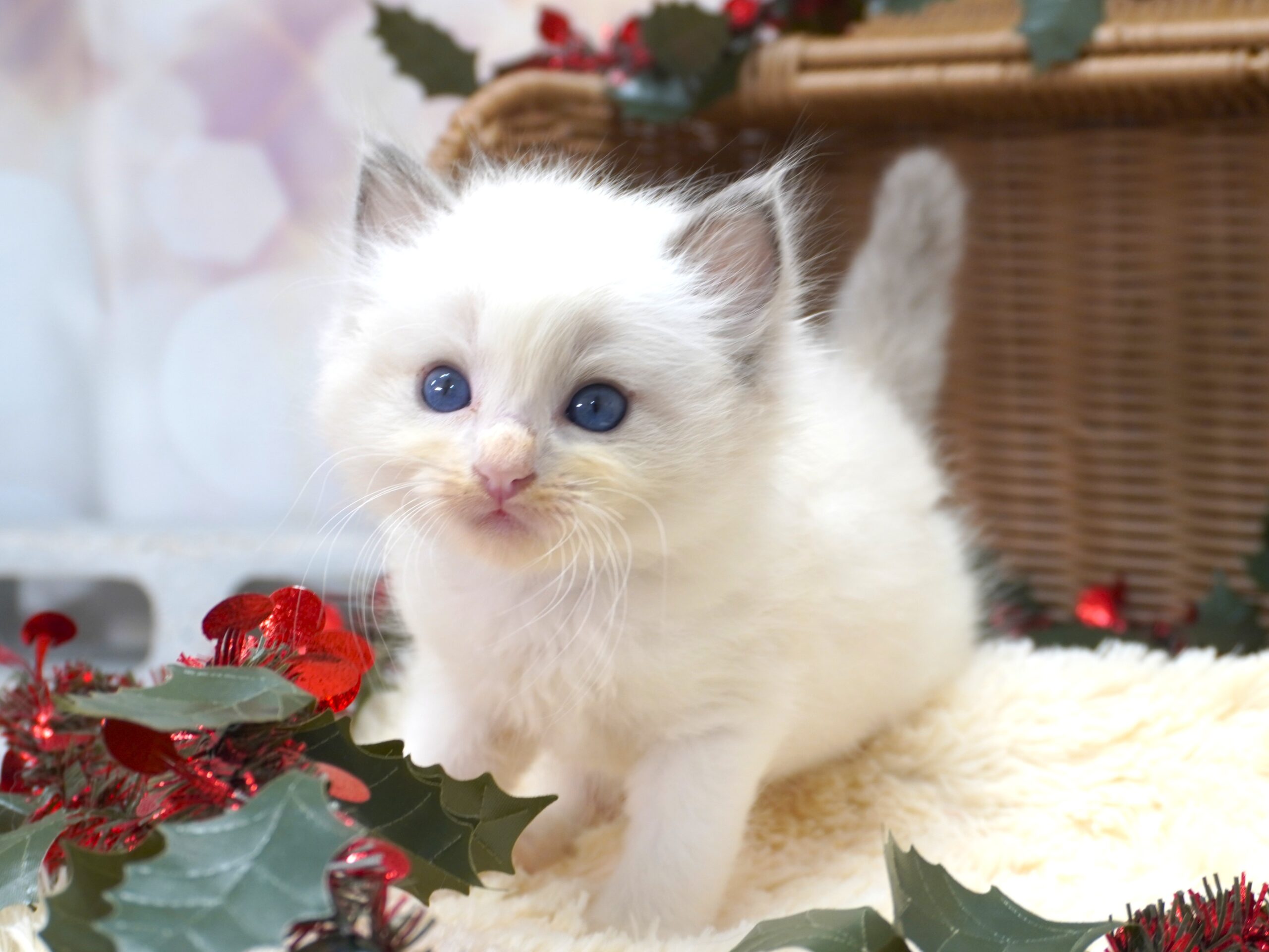 ラグドール(フェアリーベビー）／女の子