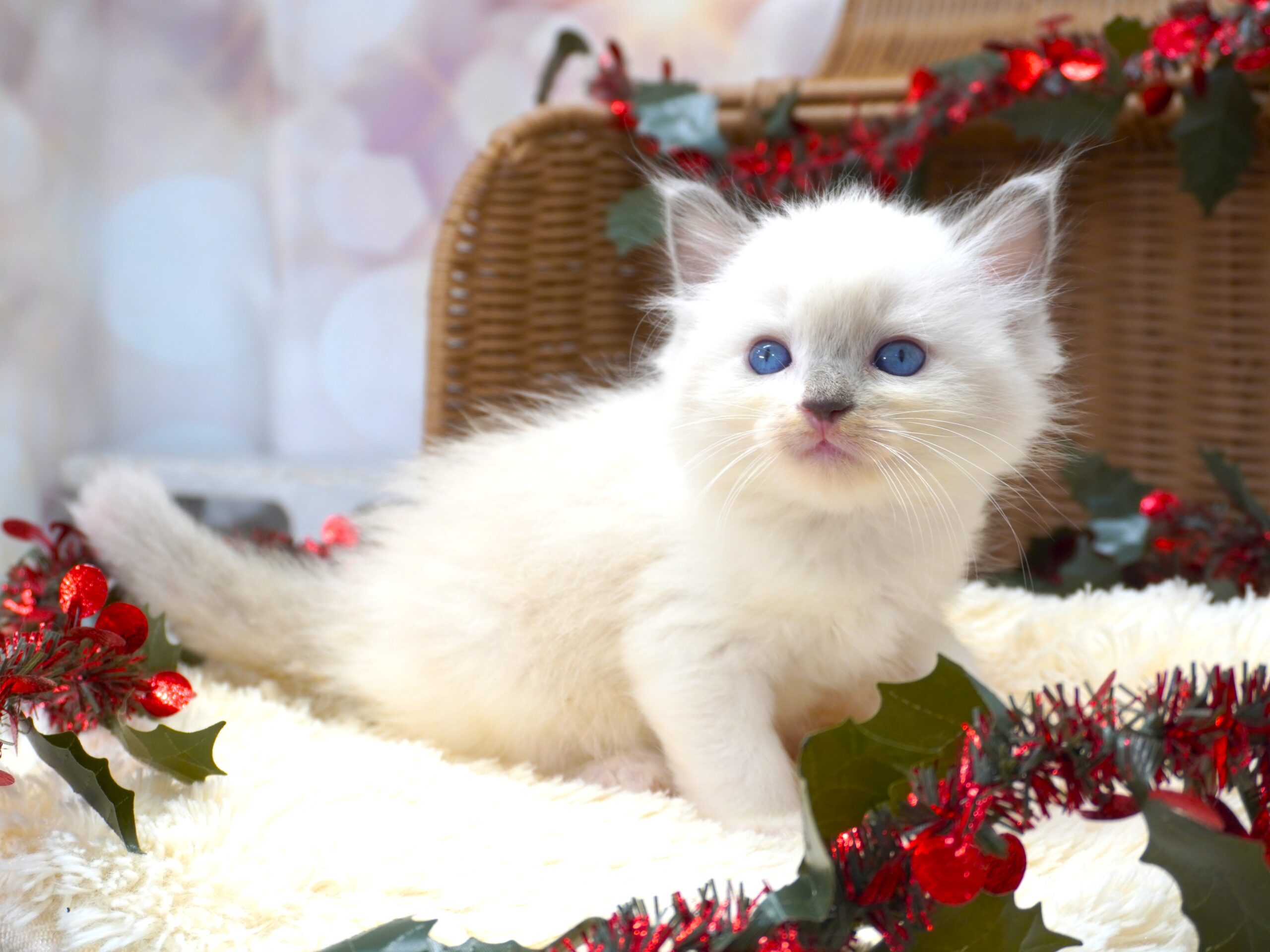 ラグドール(フェアリーベビー）／女の子