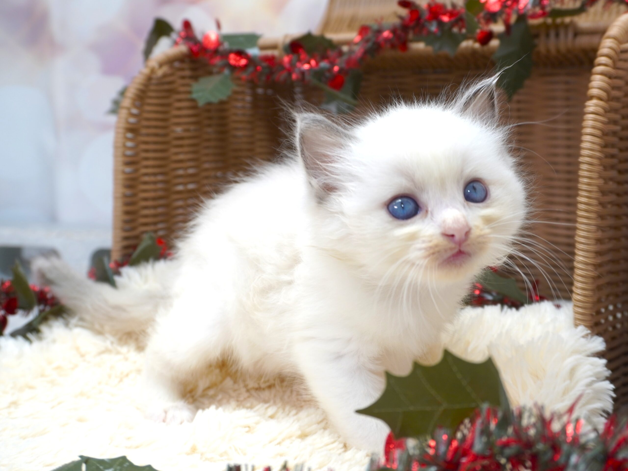 ラグドール(フェアリーベビー）／女の子