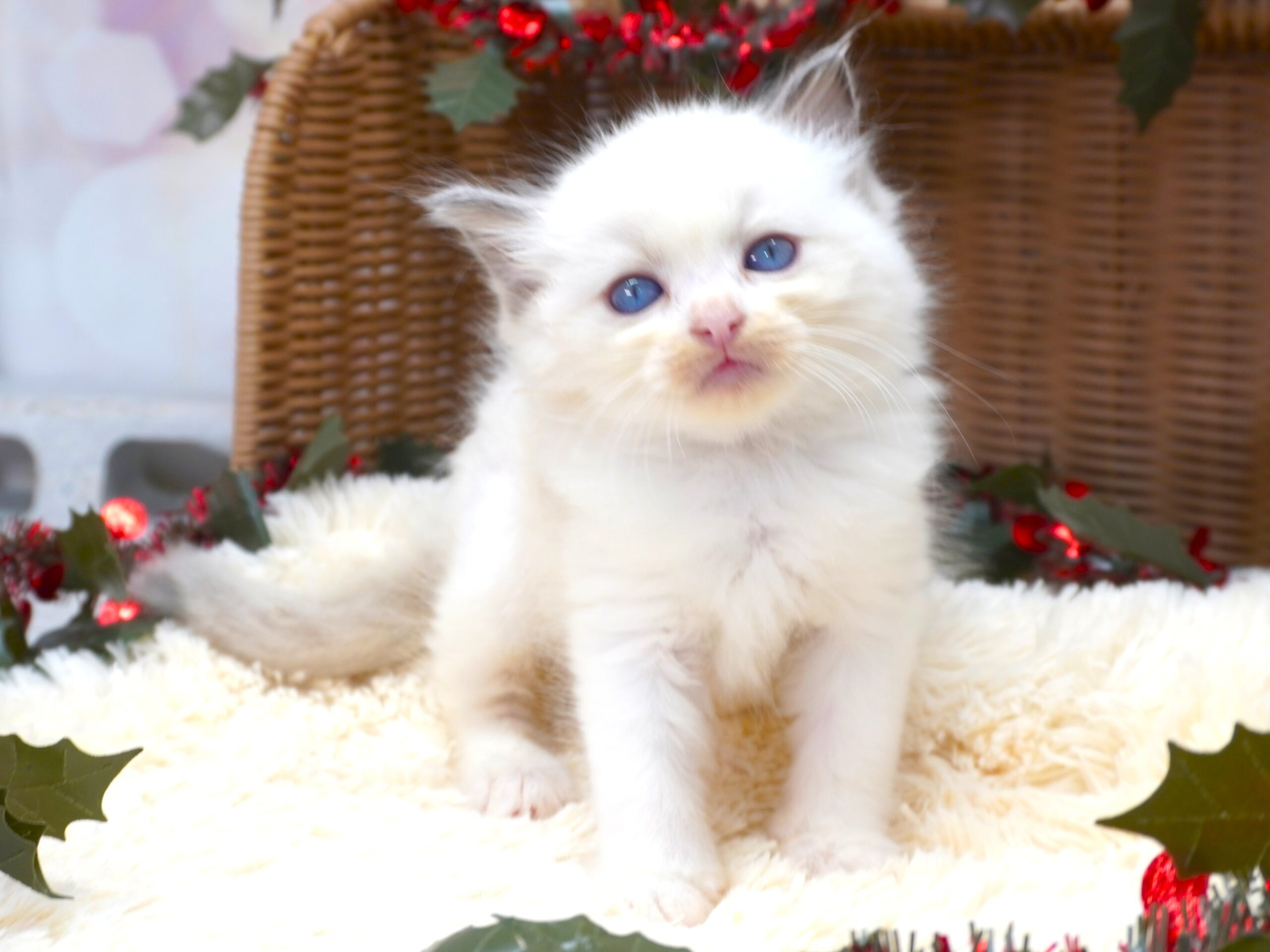 ラグドール(フェアリーベビー）／男の子