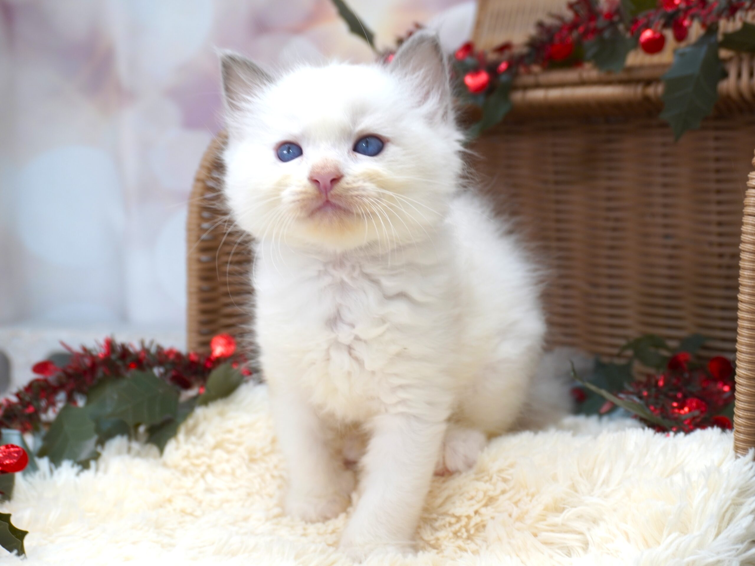 ラグドール(フェアリーベビー）／男の子