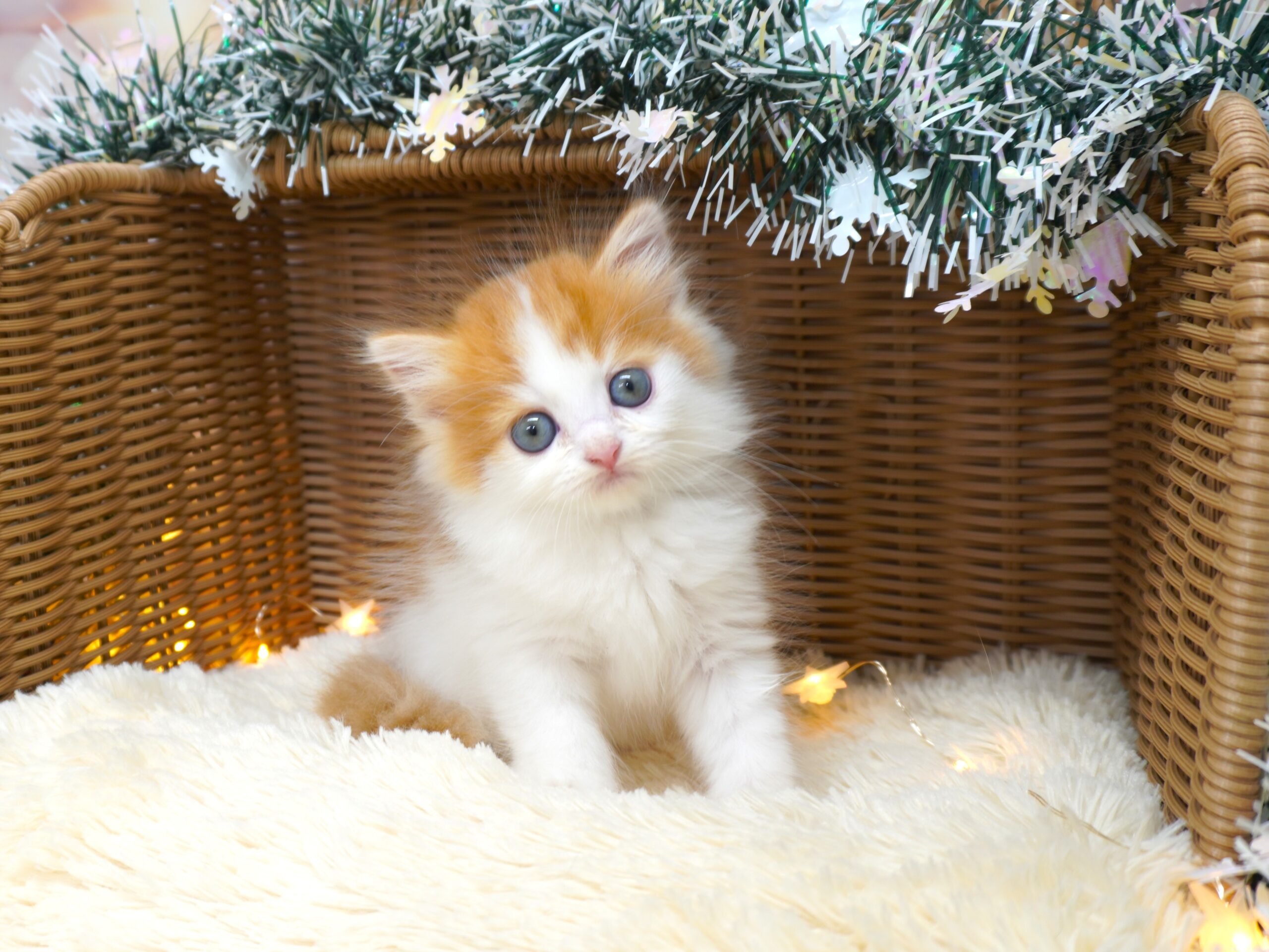 スコティッシュフォールド(麦ベビー）／立ち耳／男の子