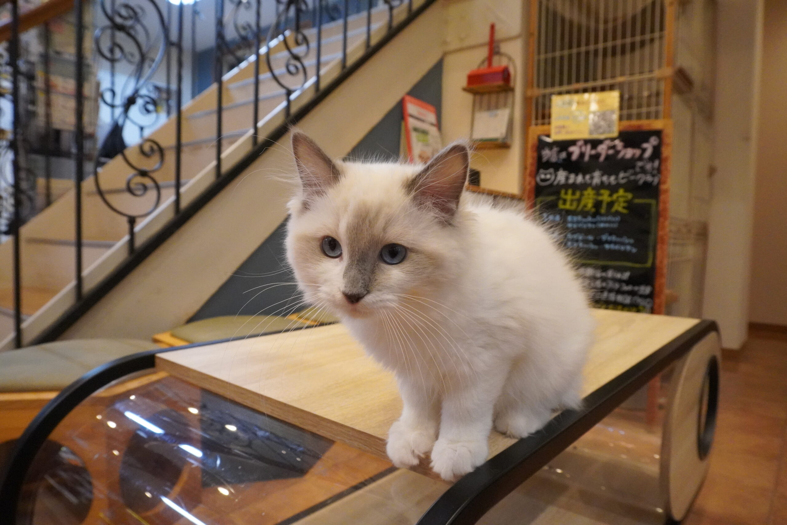 ラグドール(フェアリーベビー)/女の子