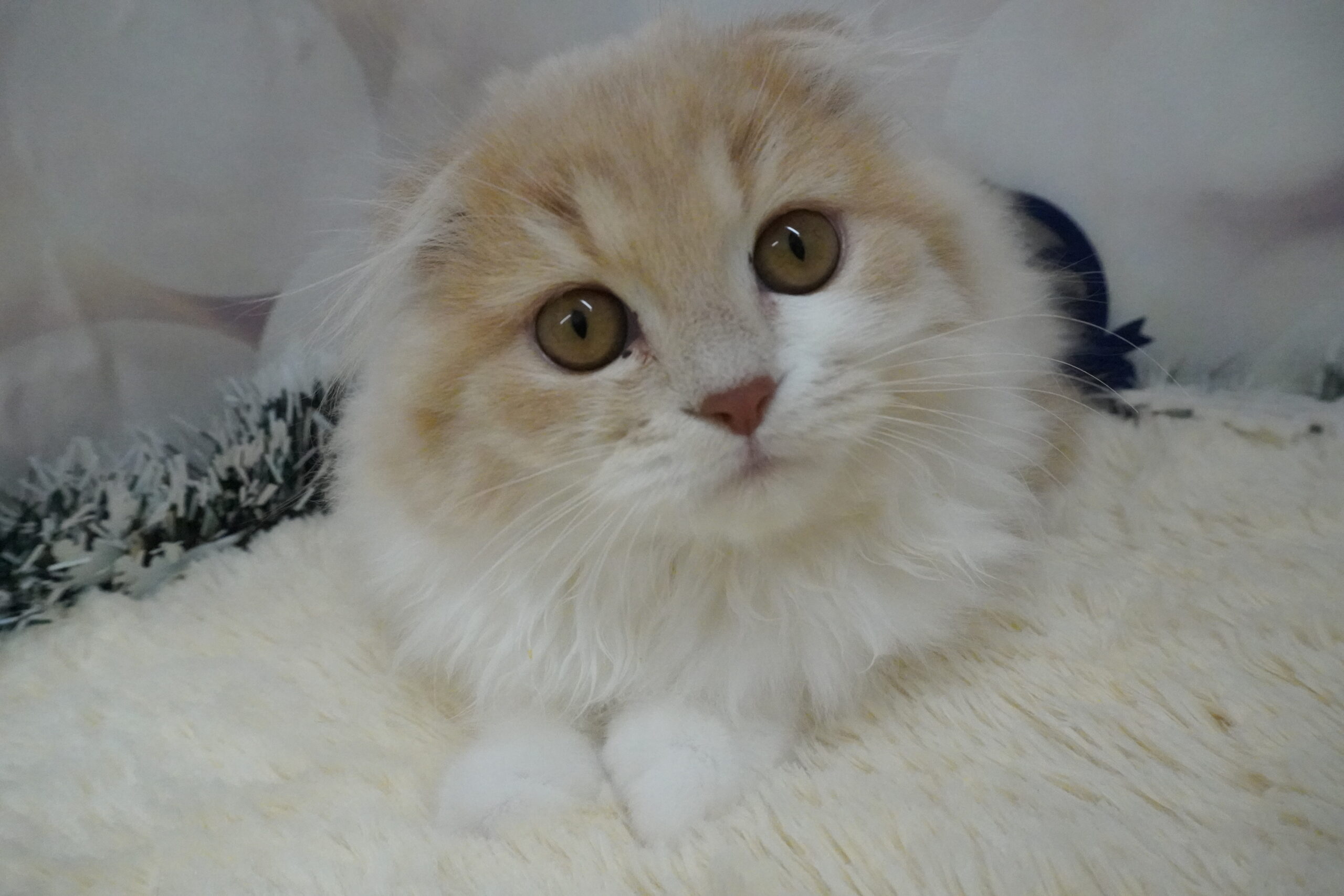 スコティッシュフォールド(麦ベビー)/女の子