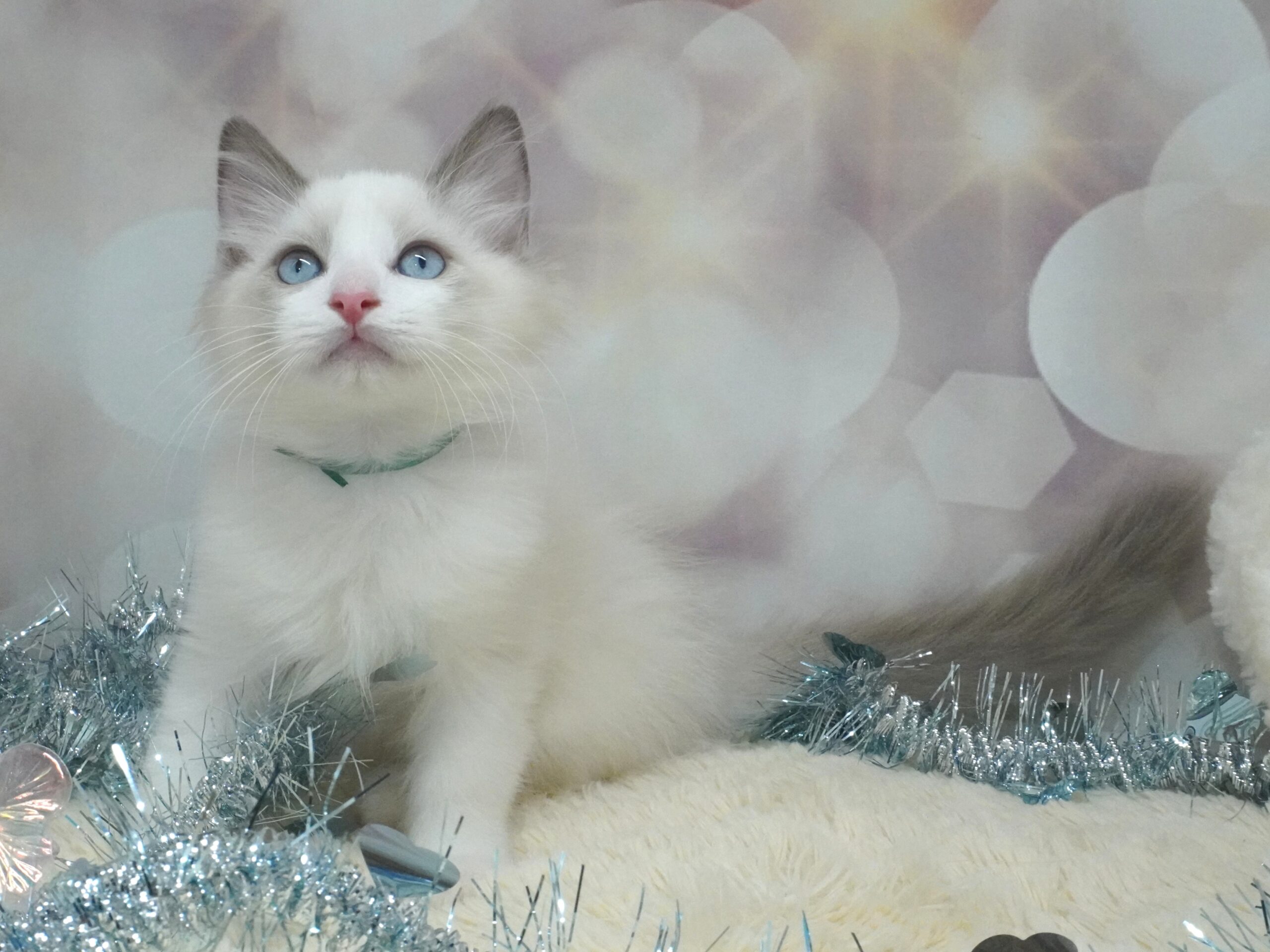 ラグドール(しずくベビー)/男の子