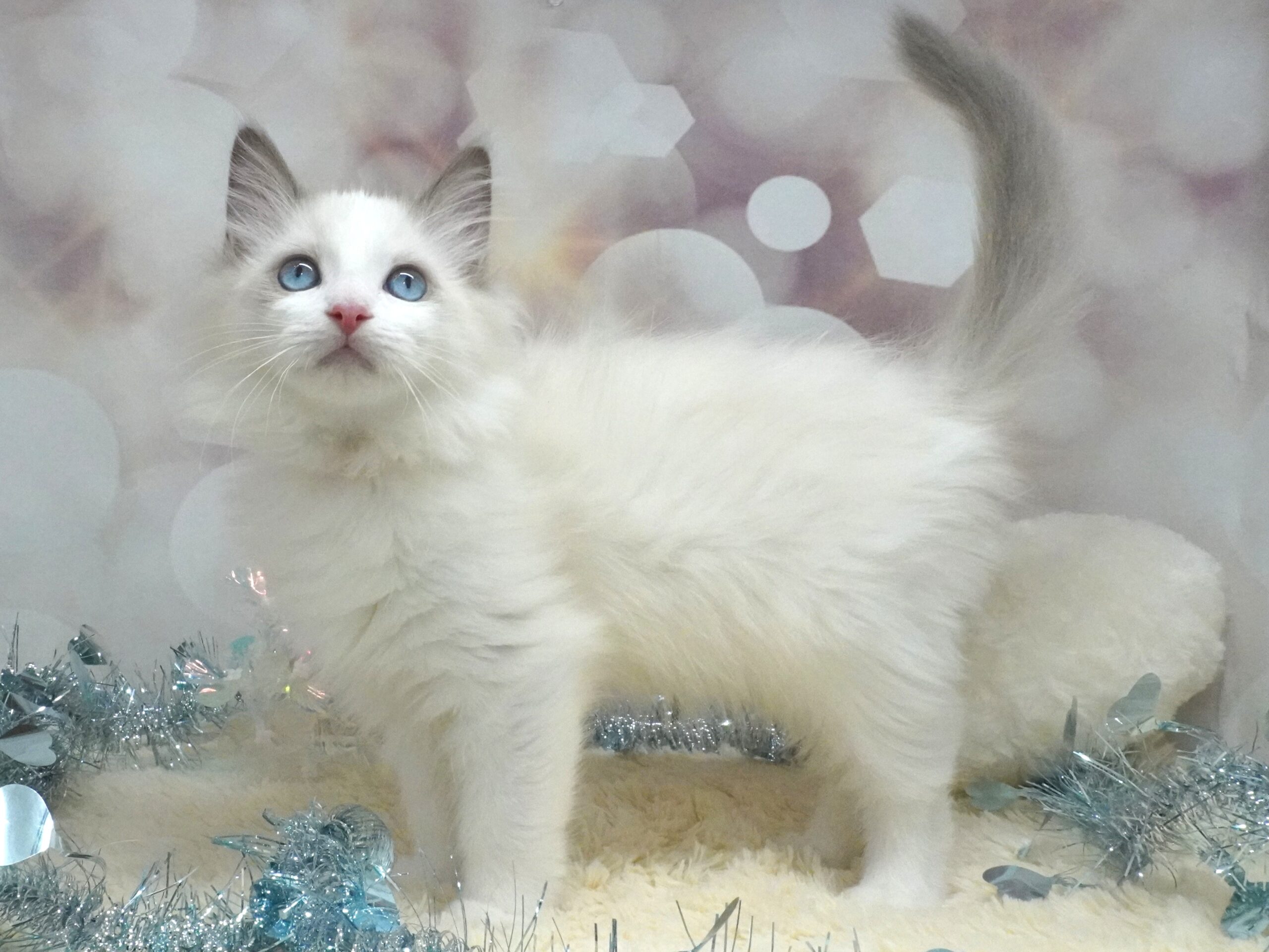 ラグドール(しずくベビー)/男の子