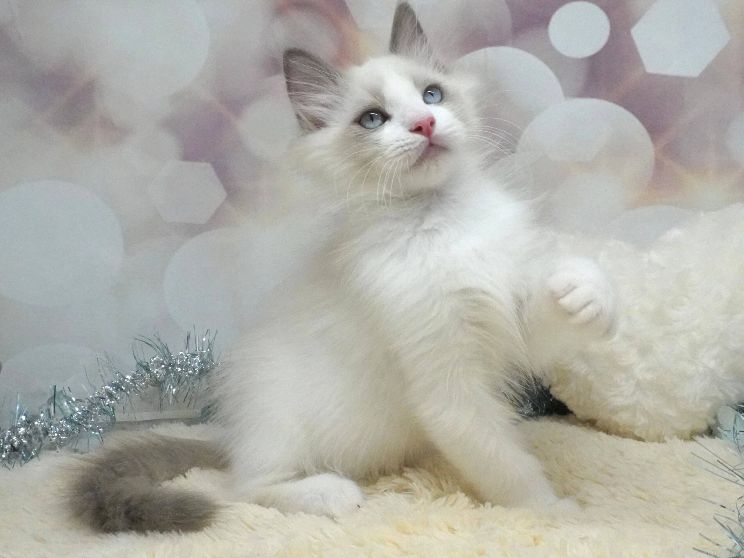 ラグドール(しずくベビー)/男の子