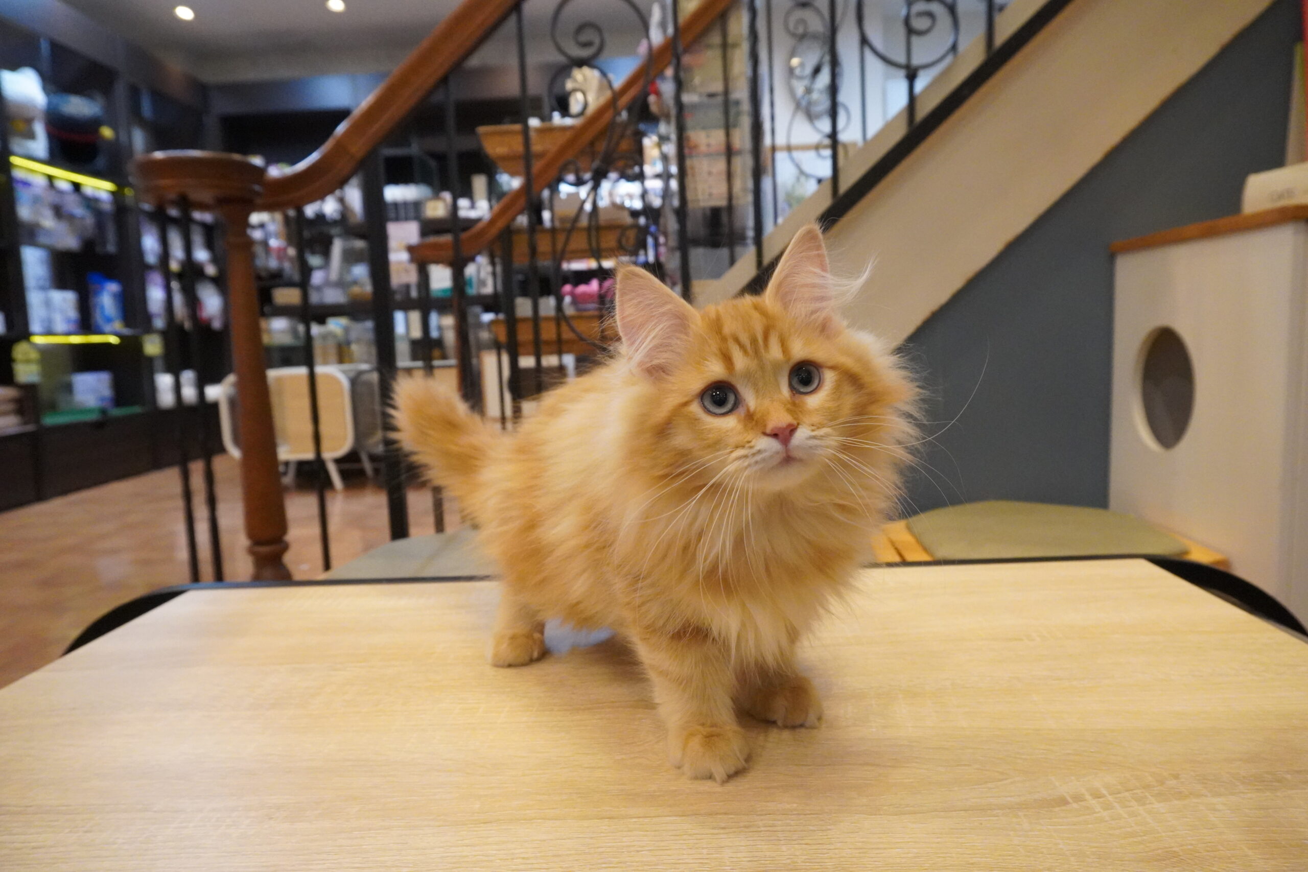 サイベリアン(ティアラベビー)