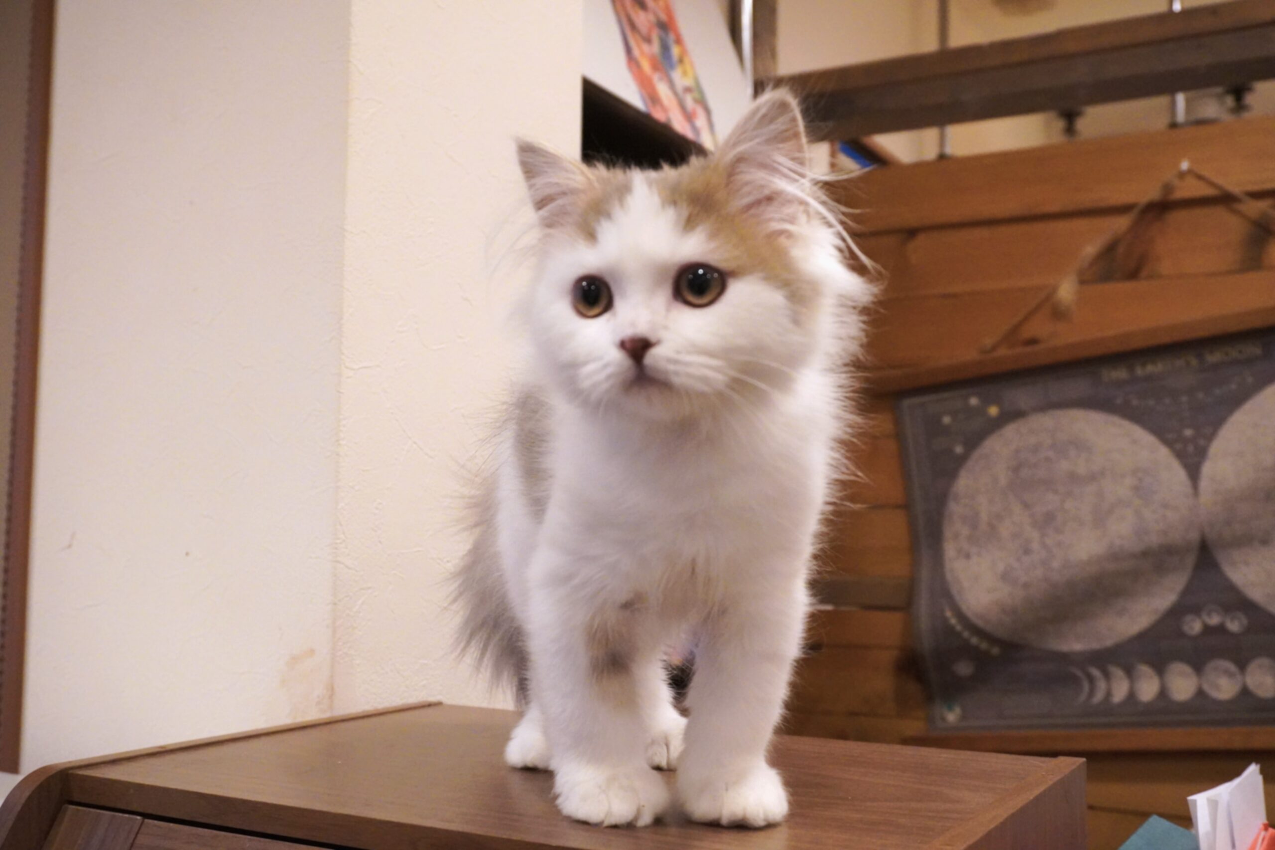 スコティッシュフォールド(マシュマロベビー)/立ち耳/男の子