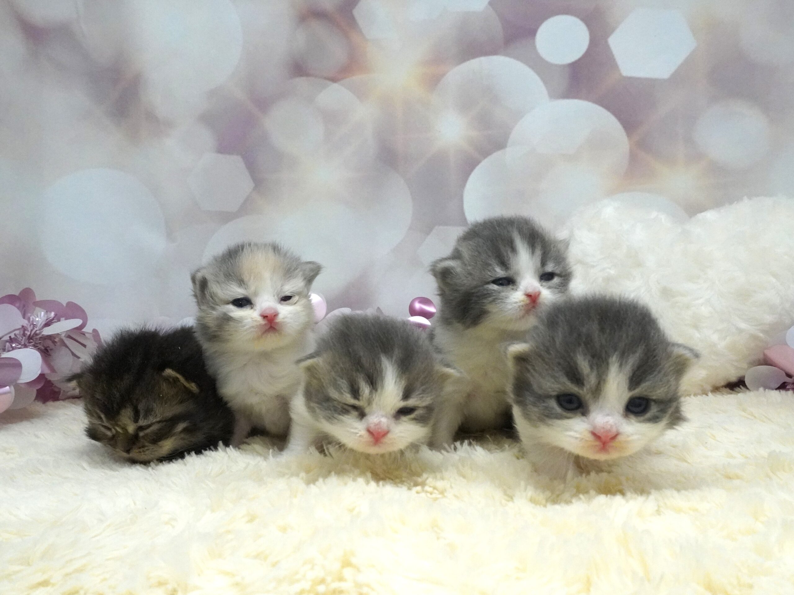 スコティッシュフォールド産まれました！（くらげベイビー）