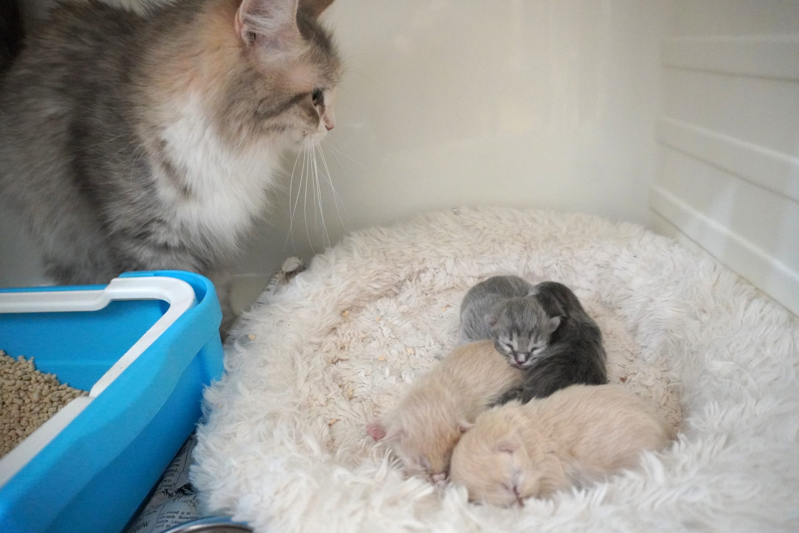 サイベリアン産まれました!(みのベイビー)